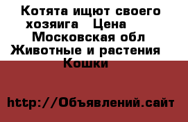  Котята ищют своего хозяига › Цена ­ 0 - Московская обл. Животные и растения » Кошки   